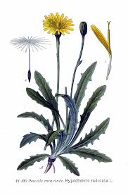 Image result for Hypochaeris radicata