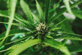 In new york, all individuals with a legal prescription may possess and use medical marijuana. Nys Cannabis License Consulting