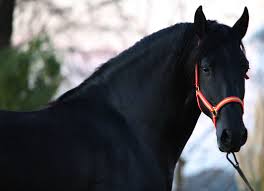 49 dressage and showjumping horses to be auctioned! Beautiful Black Stallion Dark Beauty Horses Black Horses Horses Beautiful
