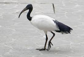 Black And White Aussie Birds Native Australian Animals Facts Pictures Information Australian Animals Australian Animals Facts Australian Birds