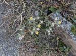Image result for Helichrysum argyrosphaerum