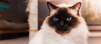 Cat #birmancat #bestfriend in this video i give you 10 facts about birman cast: Birman Cat Cat Breed Information Characteristics And Facts Pet Side