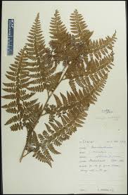 Image result for Athyrium schimperi