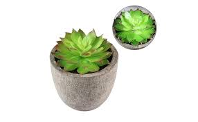 Herbal plants are the plants which has the ability to block the toxic ultraviolet radiation. How Indoor Plants Help In Absorbing Harmful Radiations