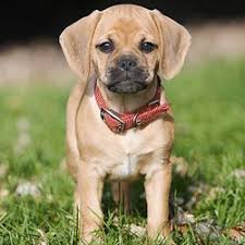 Puggle Puppies For Sale From Reputable Dog Breeders
