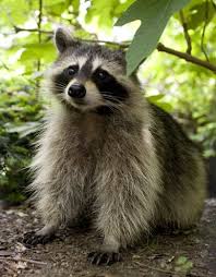 Phillip S Natural World Raccoon Bandit Cute Animals Baby Raccoon Raccoon