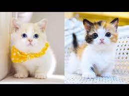 Cute And Funny Cat Videos 001 Online Video Cat Funny Animal Videos To Keep You Smiling Baby Cats Funny Animal Videos Cute Baby Animals