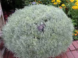 Image result for Helichrysum lastii