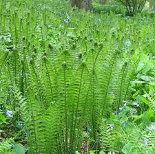 Maybe you would like to learn more about one of these? How To Use Ferns In Your Garden Or Landscape Longfield Gardens