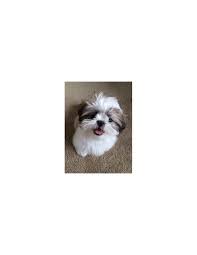 There are 2,233 shih tzu puppy for sale on etsy, and they cost £9.65 on average. Shih Tzu Puppies For Sale Gender Female