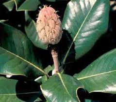 The southern magnolia is a large evergreen tree that can reach a height of well over a hundred feet, although when cultivated 60 to in the center they display brilliant yellow stamens, and you'll quickly notice their characteristic fresh fragrance too. Southern Magnolia Magnolia Grandiflora