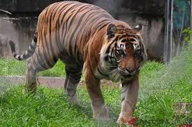 Temui beragam hewan di habitat aslinya seperti owa jawa, kepik raksasa, sigung, macan tutul, lutung, surili, dan kalau beruntung, kamu bisa melihat elang jawa. Karyawan Twnc Ditemukan Tewas Diterkam Harimau Di Lampung Antara News
