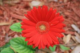 Image result for The best Flower in the world