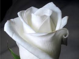What Rose Color Matches Your Personality Beautiful Roses Rose Pictures White Roses