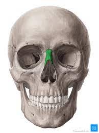 In many bones, the cancellous bone protects the innermost part of the bone, the bone marrow (say: Viscerocranium Anatomy Of The Facial Skeleton Kenhub