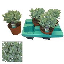 Well you're in luck, because here they come. Crassula Pot 14 Cm Florastore