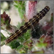 Image result for Ericinella