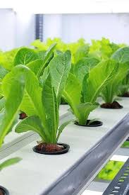 Maybe you would like to learn more about one of these? How To Grow Hydroponic Lettuce Easily Gardening Chores
