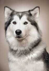 Siberian Husky Nanook Of The North Avec Images Photographie De Chien Animaux Beaux Chien
