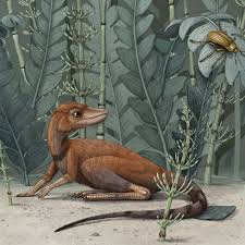 Image result for Congolanthus