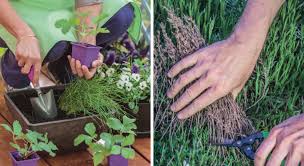 Que Faire Au Jardin En Fevrier Focus Sur Les Plantes Aromatiques En 2020 Marjolaine Plante Fraisier Plante Plantes Aromatiques