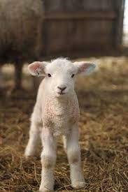 Star Wars Episode Ix The Rise Of Skywalker Color Guards Long Sleeve T Shirt Baby Animals Cute Baby Animals Animals Beautiful