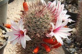 Something that makes the cactus so fascinating are the innumerable ways in which they are expressed throughout the year, according to the light, the season, the temperature, the soil and the. Mammillaria Fraileana Wikipedia