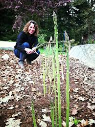 Growing Asparagus The Holy Kale Growing Asparagus Fall Garden Vegetables Asparagus Garden