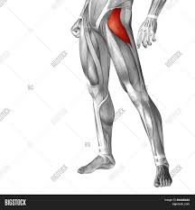The human leg, in the general word sense, is the entire lower limb of the human body, including the foot, thigh and even the hip or gluteal region. Concept Conceptual 3d Image Photo Free Trial Bigstock