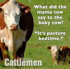 Tee Hee Corny Jokes Cows Funny Cheesy Jokes