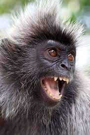 Image Result For Angry Monkey Apes Primates Animals
