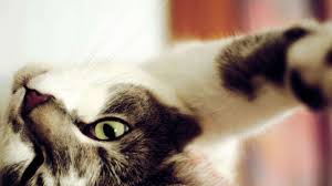 Katzenallergie Das Sind Die Ursachen Und Symptome Was Allergiker Tun Konnen
