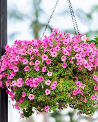 Hanging basket flowers for sale. 21 Best Hanging Plants Best Plants For Hanging Baskets