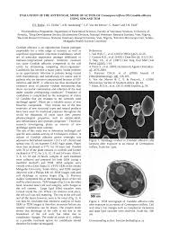 Image result for Cremaspora