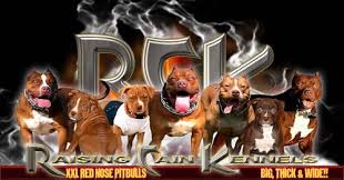 Maybe you would like to learn more about one of these? Pitbull Xxl Pets And Animals For Sale Usa