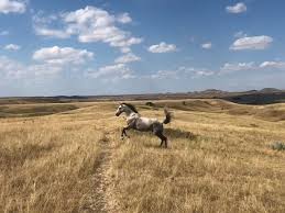 The largest population of wild horses is in australia. Chasing Wild Horses In South Dakota Photo Album Steemit