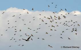 For mobbing as an antipredatory animal behaviour, see mobbing (animal behavior). Mob Scene Ecology Ngatahi