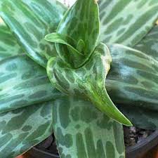 Image result for Ledebouria floribunda