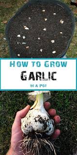 How To Plant Garlic In Containers Planting Garlic Indoor Vegetable Gardening Plant Garlic