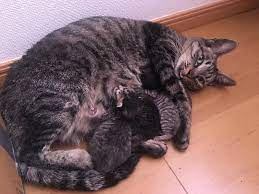 Took In A Pregnant Stray Cat Due To The Cold Weather Didnt Have The Heart To Leave Her Out In The Cold She Gave Birth Last Night Pregnant Cat Cats Stray