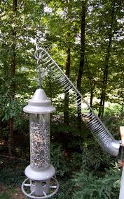 Bird Feeder Protection From Squirrels Image Result For Diy Squirrel Proof Bird Feeder Slinky Squirrel Proof Bird Feeders Bird Feeders Squirrel