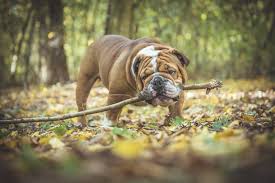 For instance, if the season changes, dogs are often found to have a change in their coat. Do Bulldogs Shed Much Hair Stop My Dog Shedding