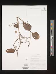 Image result for Cissus humbertii