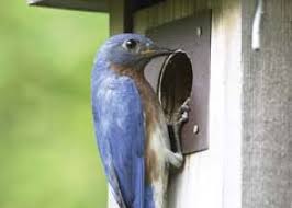 Organized by region, this useful and comprehensive he is a licensed bander for the institute for bird population's maps. Bluebirds In North Carolina Carolina Country