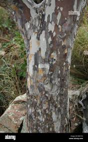 Image result for Ochna pulchra