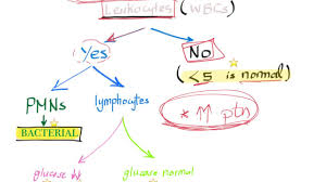 Csf Analysis In Meningitis Algorithm When Lumbar Puncture Is Necessary