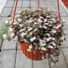 Check spelling or type a new query. Cara Merawat Tanaman Gantung Pucuk Ungu Agar Subur Dan Indah Ilmubudidaya Com