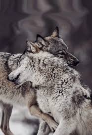 Pin By Carl Reat On Animals Birds Wolf Dog Animals Wild Wolf Love