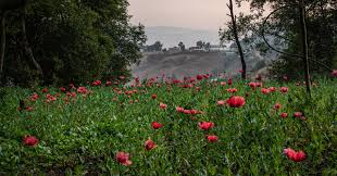 Maybe you would like to learn more about one of these? Guns Drugs And Viral Content Welcome To Cartel Tiktok The New York Times