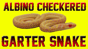 A polymer clay garter snake (common, puget sound, albino). Female Albino Checkered Garter Snake Showcase Youtube